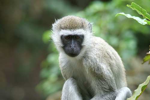 vervet monkey