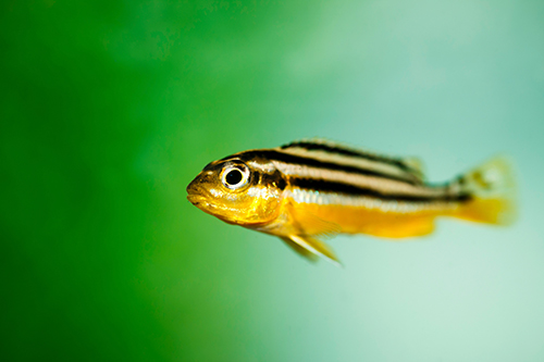 Fish in the aquarium.